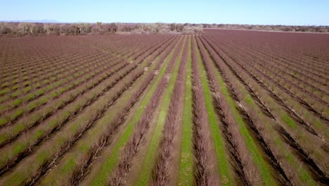 los campos de almendros empujan lentamente sobre un huerto cerca de modesto california