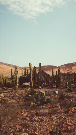 paisaje de cactus