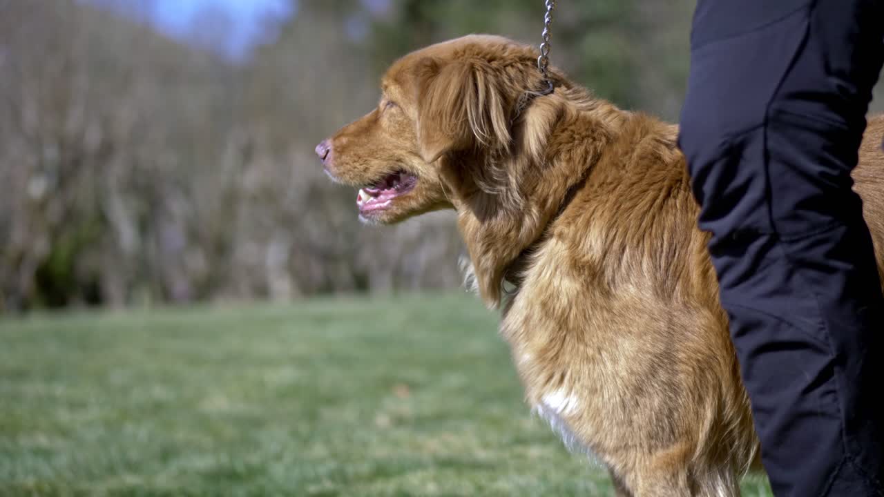 주인과 함께 열린 공공 공원에서 개 산책에 가까이