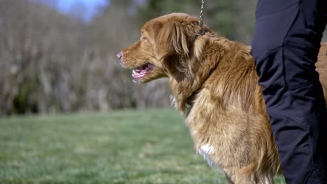 acercamiento a pasear perros en un parque público abierto con el propietario