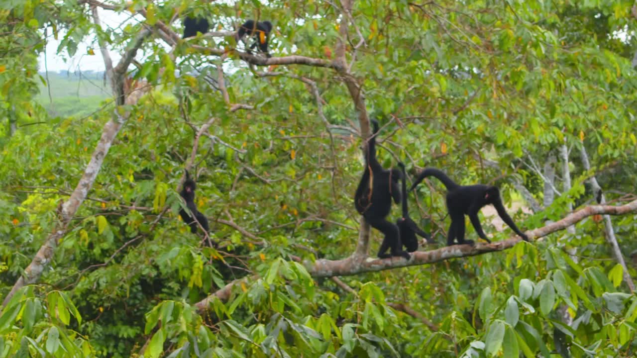 Agile and alert, a troupe of spider monkeys glides through Peru’s rainforest canopy with young ones