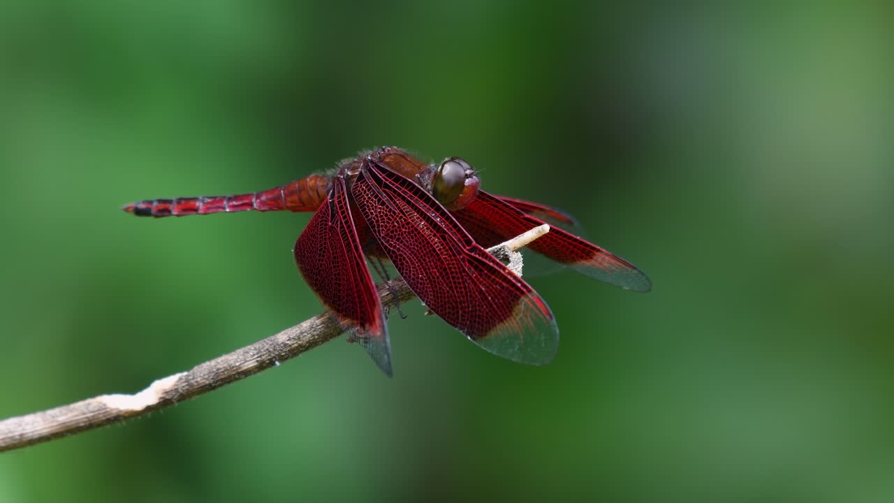 Fulvous Forest Skimmer perching on a twig at a slower motion footage, Neurothemis fulvia; this dragonfly likes to perch and fly around chasing another of its kind