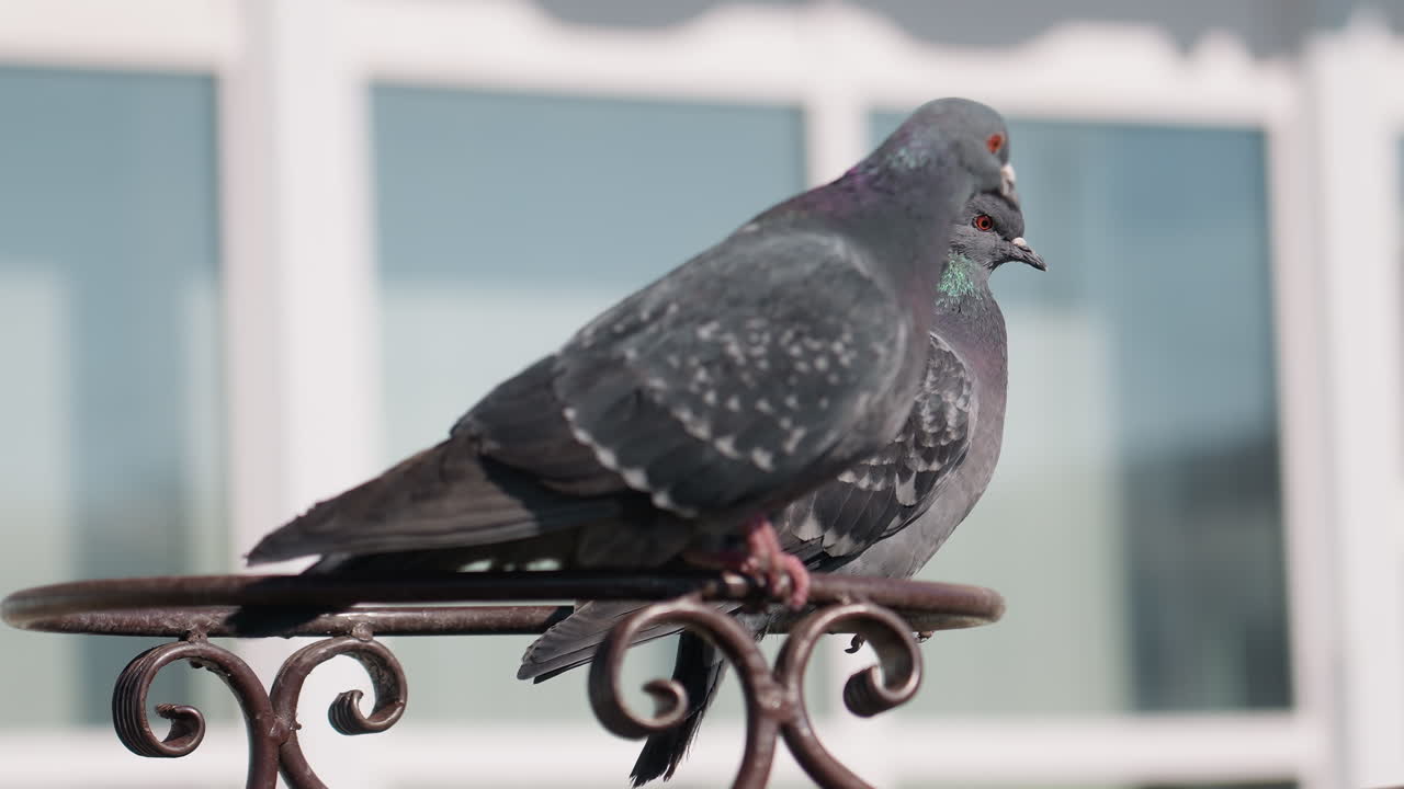 Close up of two pigeons on decorative iron frame near building windows, one lifting wing while adjusting position, revealing detailed feathers, pink claws, and bright eye in urban environment