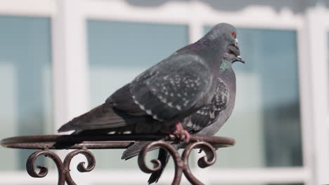 close up of two pigeons on decorative iron frame near building windows, one lifting wing while adjusting position, revealing detailed feathers, pink claws, and bright eye in urban environment