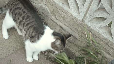 Tabby-cat-in-the-street-eating-grass