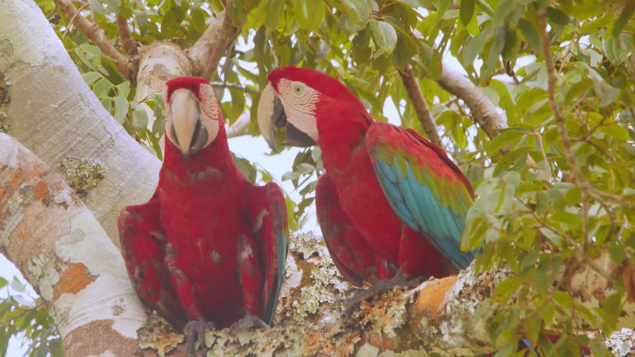 Affectionate green-winged macaws engaging in courtship in Peru’s tropical Amazon jungle.