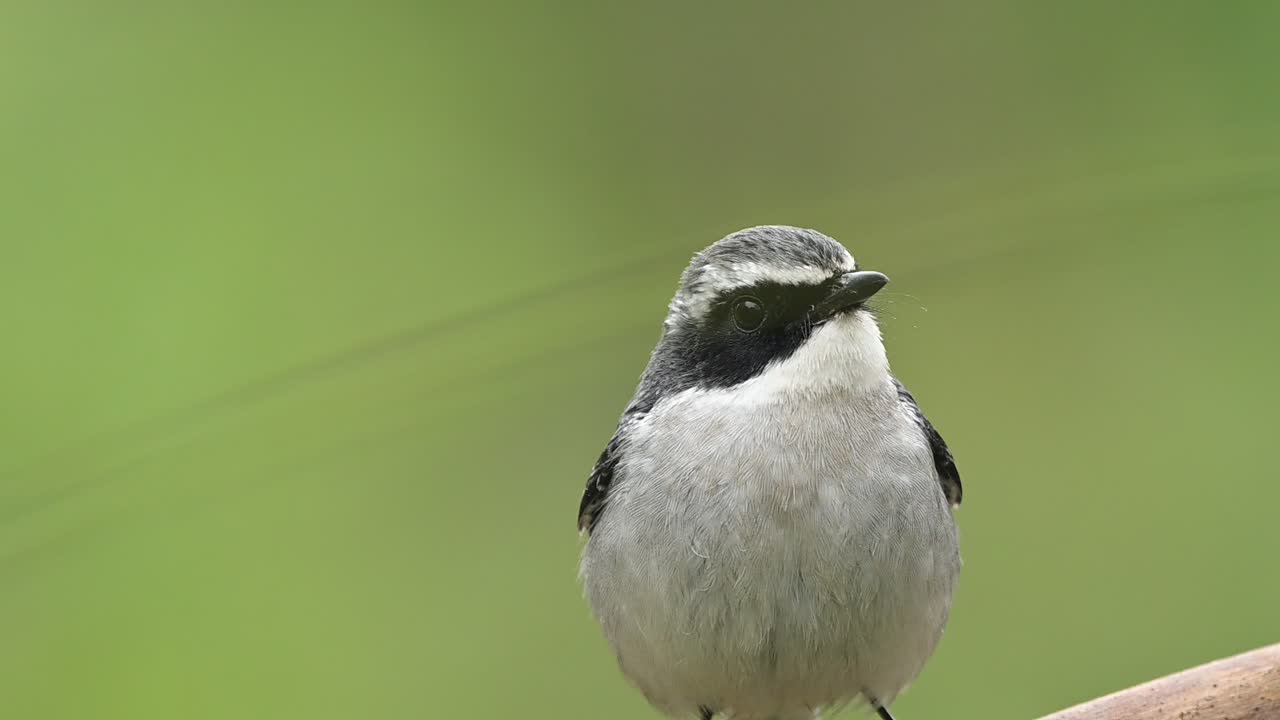 Texture di piume fini chiaramente visibili sotto una morbida luce naturale diurna che esaltano un ritratto aviario dettagliato