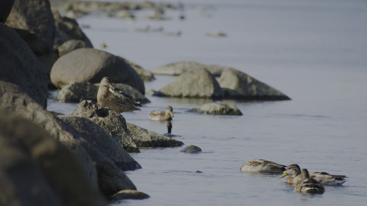 Ducks gather near rocks along Mangaļsala jetty, calmly floating in coastal light