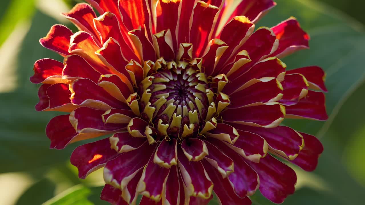 Close-up video of a green flower bud with a soft focus background, captured from a low angle