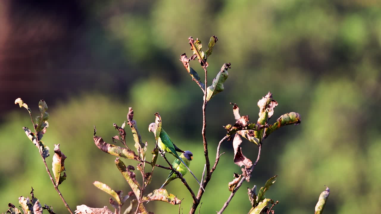 Two female Plum-headed Parakeets launch into flight from a treetop in the Western Ghats