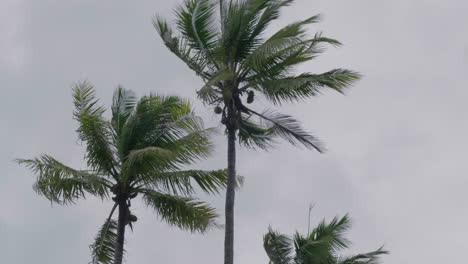inclinación media hacia arriba de palmeras de coco que soplan en el viento de la isla tropical