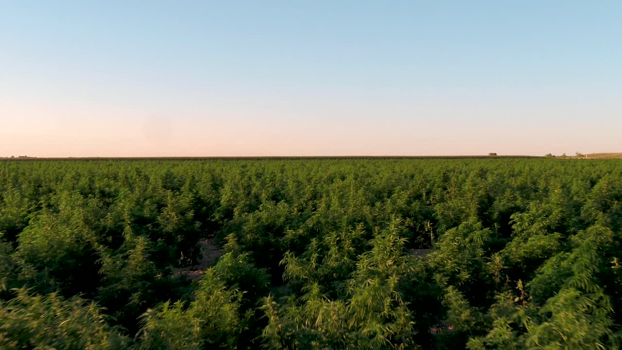 Hemp field with large plants