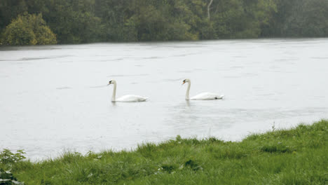 cisnes en el río bajo la lluvia