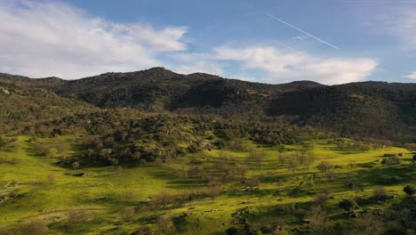 lateral flight to the right with drone over pasture of holm oaks and stands with yellow flowers and in the background mountains full of trees, blue sky with some clouds and evening light avila spain