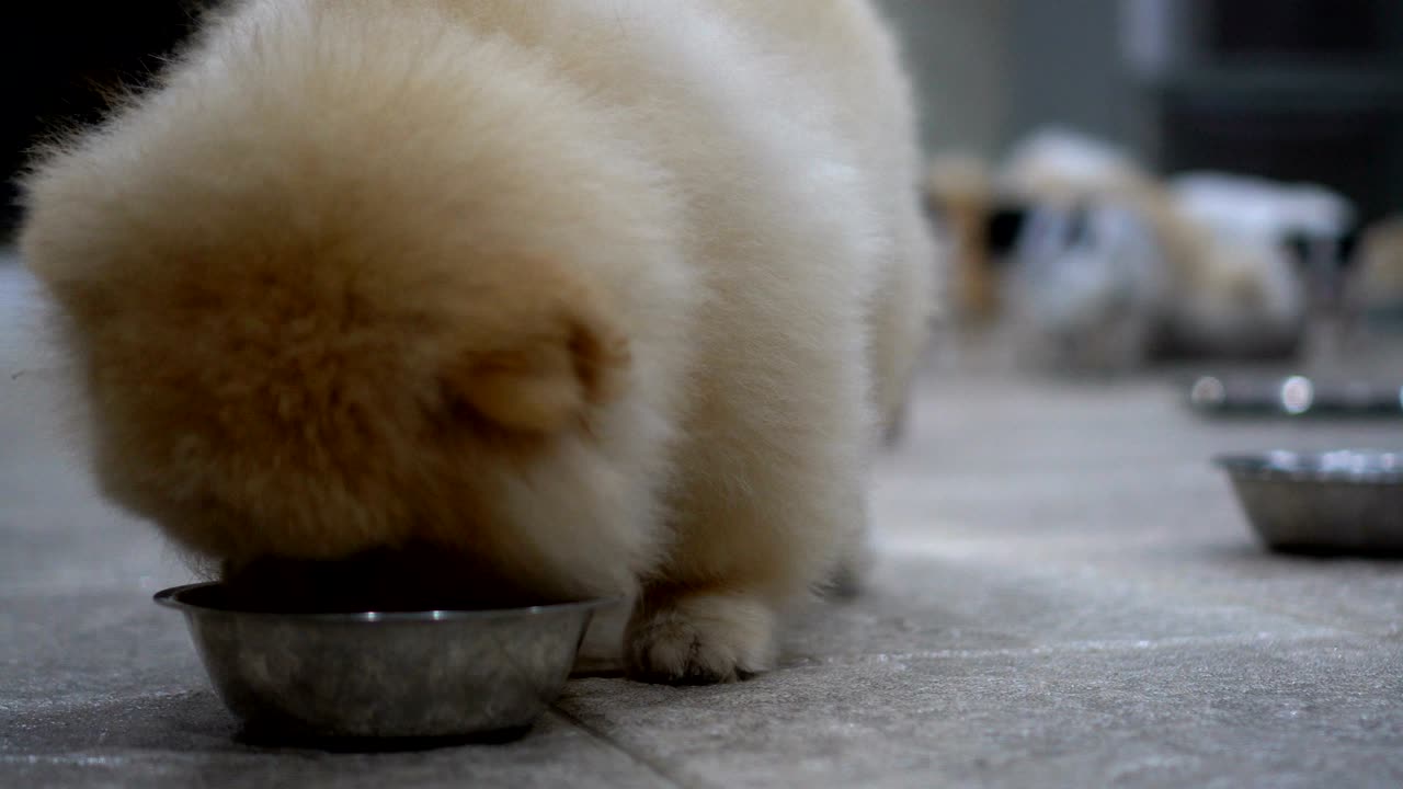 un perro lindo comiendo su comida.