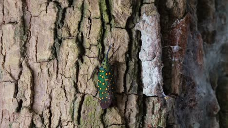 La-Cámara-Se-Aleja-Y-Revela-Este-Encantador-Insecto-En-La-Corteza,-El-Insecto-Linterna-Saiva-Gemmata,-Tailandia