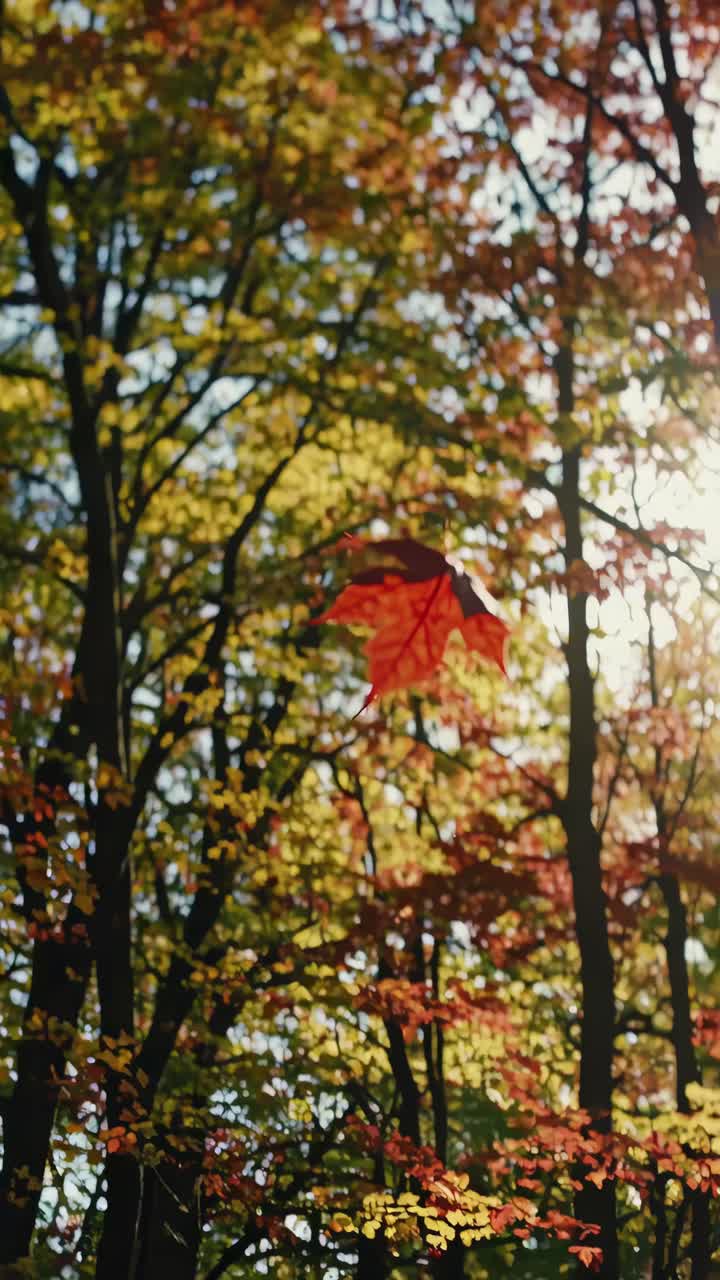 A serene upward video angle captures sunlight filtering through autumn leaves, highlighting vibrant