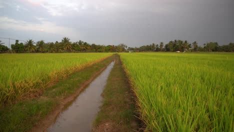 panning a small river in paddy