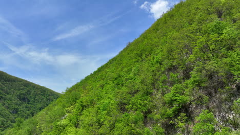 a low drone flight over a forested hill in bright green in early spring with a blue sky in the background