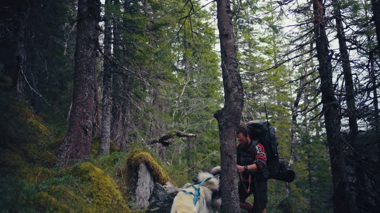 Man With His Dogs Walking On Hiking Trail In Åfjord, Norway - Static Shot