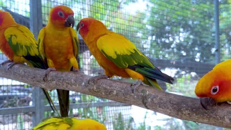 parrots on a branch