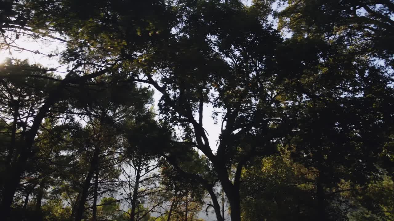 Low angle view of trees in the forest trucking left