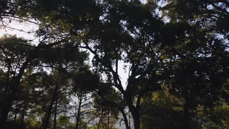 Vista-De-ángulo-Bajo-De-Los-árboles-En-El-Camión-Forestal-A-La-Izquierda