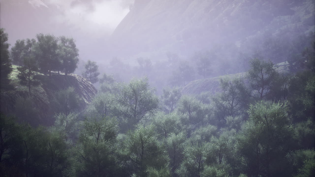 Misty morning in a lush forest with towering trees and distant mountains