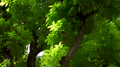 tree green leaves swaying in the wind on sunny day