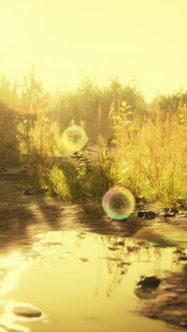 a sunlit path through a grassy field