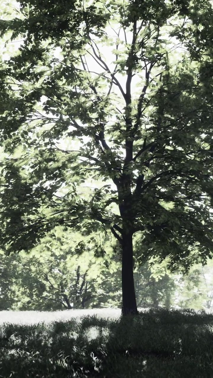 Large tree stands in a green field under bright sunlight in nature setting