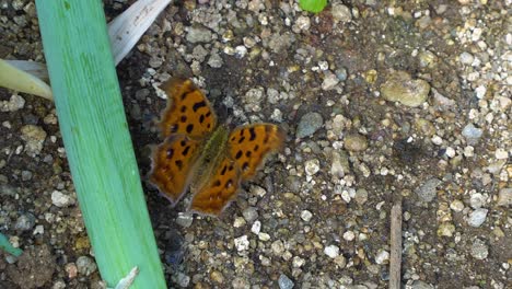 Asiatischer-Komma-Schmetterling,-Der-Auf-Dem-Boden-Mit-Den-Flügeln-Schlägt---Hoher-Winkel,-Nahaufnahme