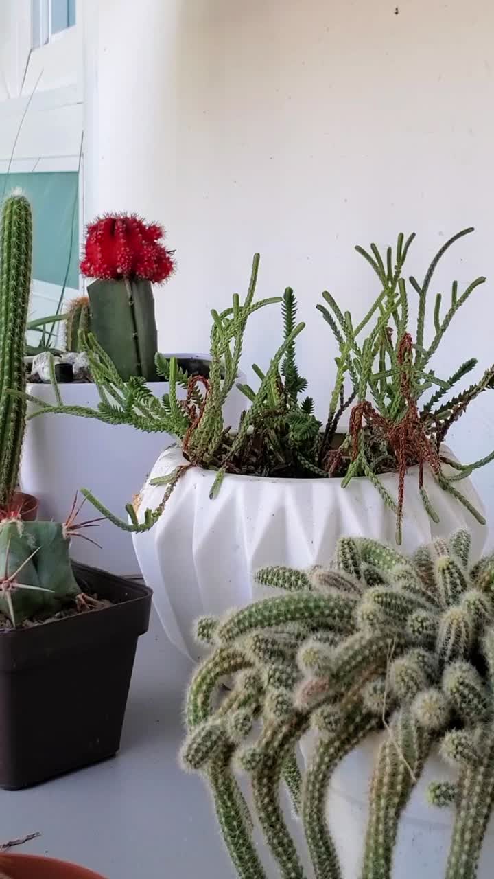Collection of cacti and succulents with vibrant colors. Home garden pan left