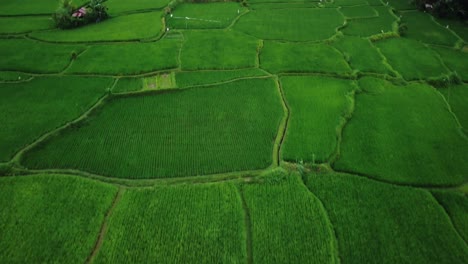 toma aérea sobre los hermosos campos de arroz en el área de benawah kangin con una vista de los verdes campos agrícolas para el cultivo de arroz y varios árboles durante un emocionante viaje a través de bali, indonesia