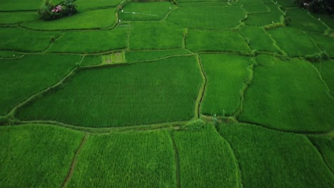 aerial shot over the beautiful ricefields at benawah kangin area with a view of the green agricultural fields for growing rice and various trees during an exciting trip through bali, indonesia