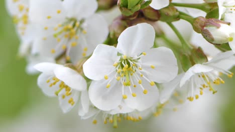 Sweet-cherry-blossoms-in-spring.-White-cherry-blossoms