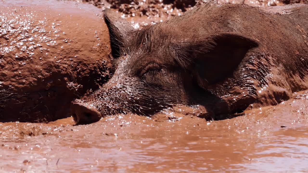 A close-up view of a pig's face submerged in a muddy pool, showcasing its contentment.