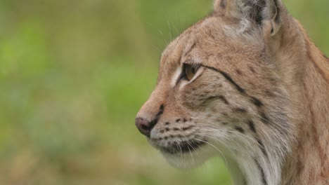 el lince eurasiático (lince lince) en el bosque.