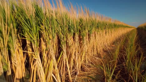 sugar cane field