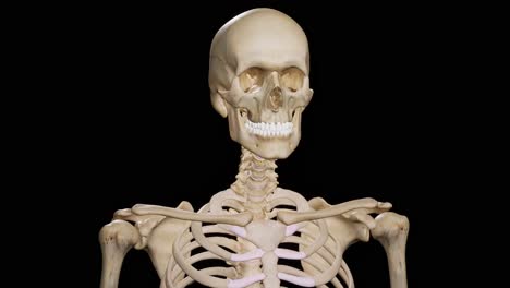 detailed human skeleton. 3d animation.