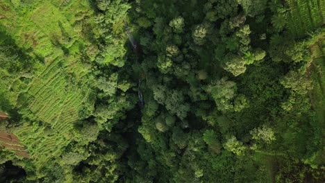 Toma-Aérea-De-Arriba-Hacia-Abajo-Del-Denso-Y-Exuberante-Paisaje-Forestal-En-Pendiente-Durante-El-Día-Soleado