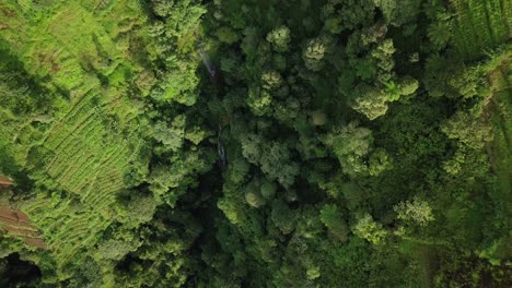 toma aérea de arriba hacia abajo del denso y exuberante paisaje forestal en pendiente durante el día soleado