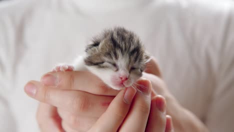 hands hold a grey and white kitten as it sleeps