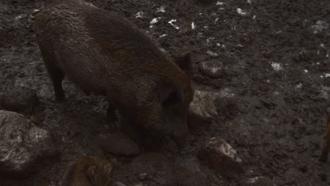 Wildschweine,-Die-Mit-Jungen-Wildschweinen-Im-Schlamm-Spazieren-Gehen