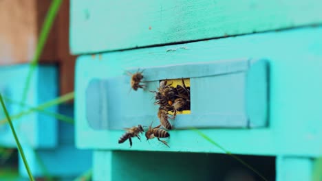 slow motion of honey bees flying around beehive