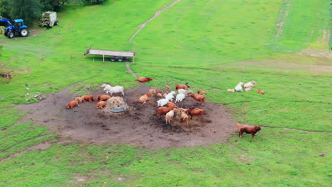 Vacas-En-El-Campo-Comiendo-Hierba,-Tractor-Conduciendo-A-Distancia