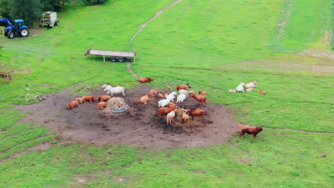 cows on field eating grass tractor driving in distance
