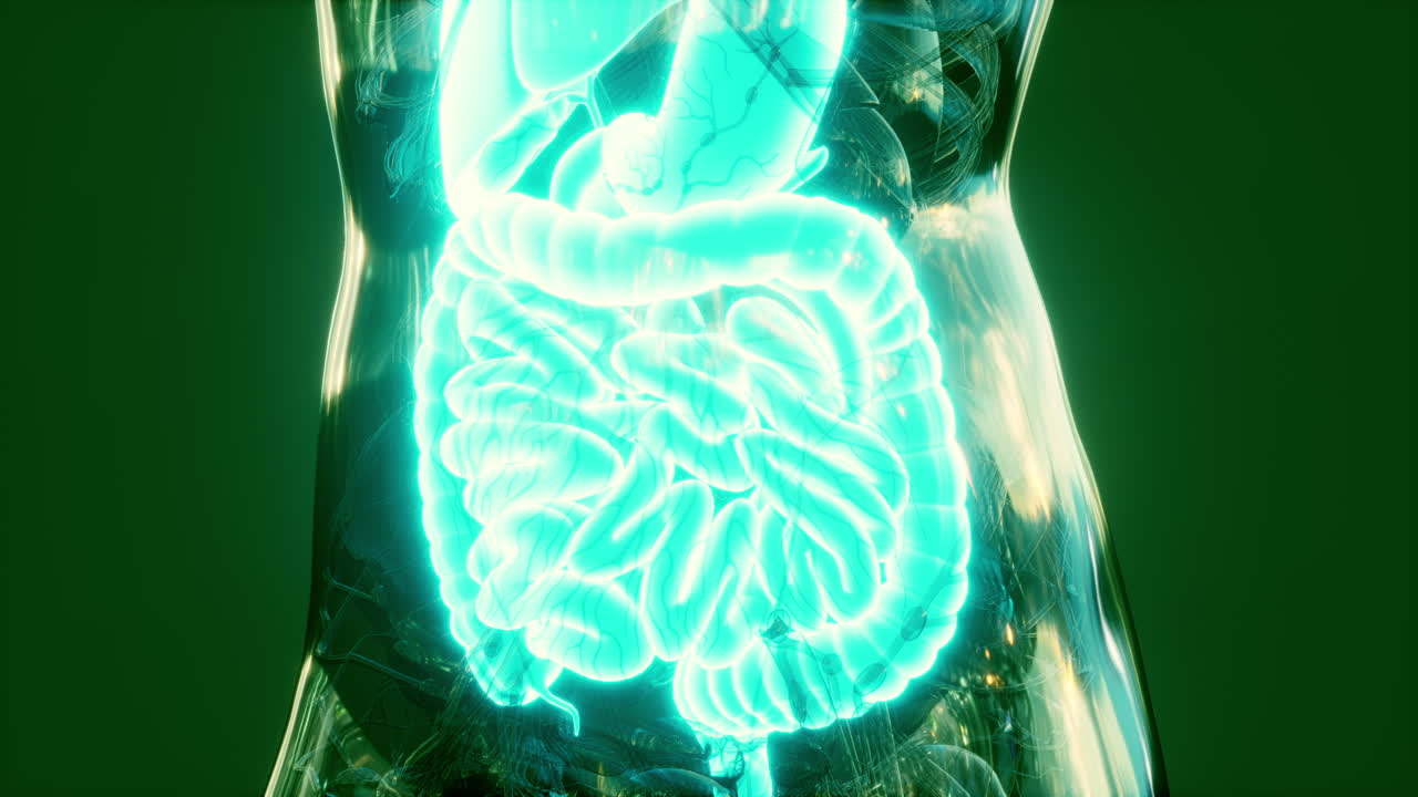 anatomía del cuerpo humano con el sistema digestivo