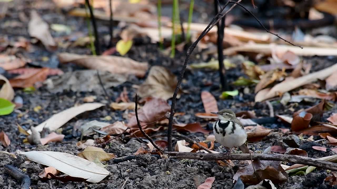 la lavandera del bosque es un ave paseriforme que se alimenta de ramas, terrenos forestales, moviendo la cola constantemente hacia los lados
