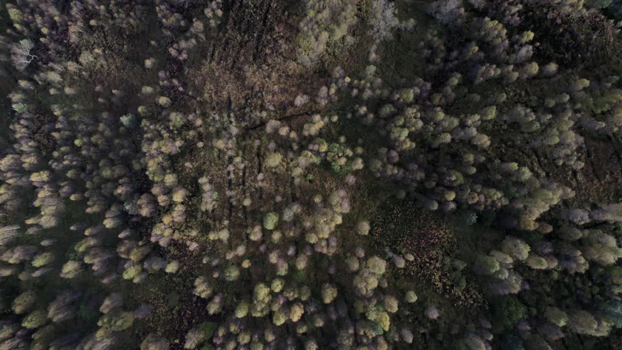 A drone looking directly down slowly descends towards the canopy tree tops of a forest of native birch trees in full autumn colour